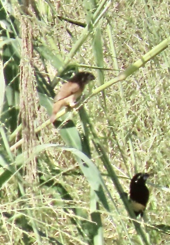 Buff-bellied Mannikin (Lonchura melaena)