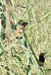 Buff-Bellied Mannikin photo 5