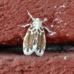 Pseudoadites frigida