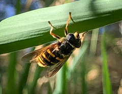 Sericomyia chalcopyga