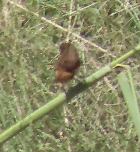 Buff-bellied Mannikin (Lonchura melaena), photo 2