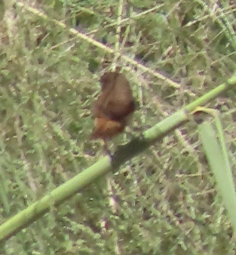 Buff-bellied Mannikin (Lonchura melaena), photo 2