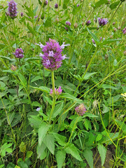 Agastache urticifolia