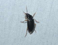 Notiobia terminata