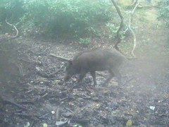 Sus scrofa leucomystax