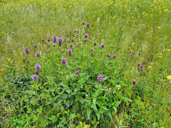 Agastache urticifolia