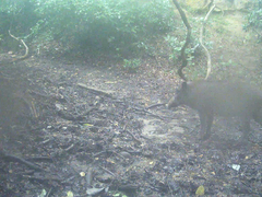 Sus scrofa leucomystax