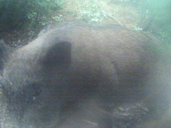 Sus scrofa leucomystax