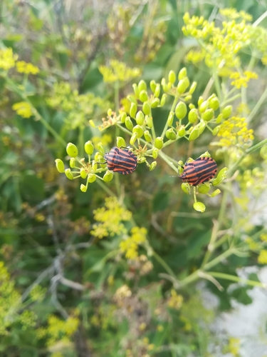Graphosoma italicum italicum
