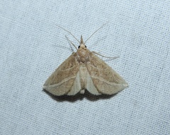 Phyprosopus callitrichoides