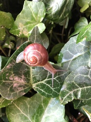 Cepaea