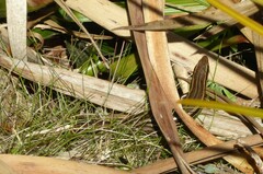 Oligosoma polychroma