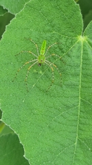 Peucetia
