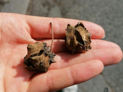 Andricus quercuscalicis