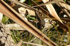 Oligosoma polychroma