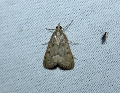 Achyra rantalis