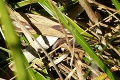 Oligosoma polychroma