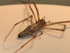 Tetragnatha extensa