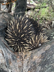 Tachyglossus aculeatus