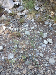 Eriogonum nudum