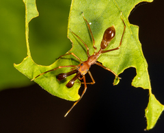 Myrmaplata plataleoides