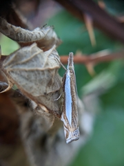 Crambus leachellus