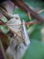 Crambus leachellus