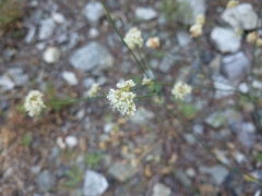 Eriogonum nudum