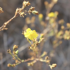 Deinandra fasciculata