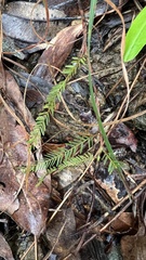 Chamaecrista mimosoides