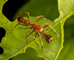Myrmaplata plataleoides
