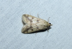 Achyra bifidalis