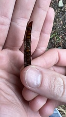 Chamaecrista mimosoides