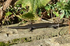 Oligosoma polychroma