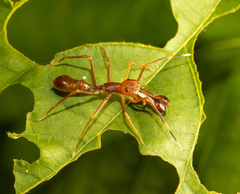 Myrmaplata plataleoides