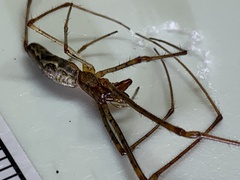 Tetragnatha extensa