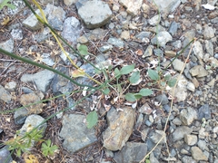 Eriogonum nudum