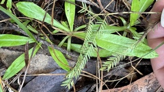 Chamaecrista mimosoides