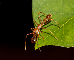 Myrmaplata plataleoides