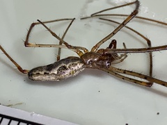 Tetragnatha extensa
