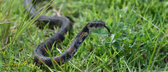 Rhabdophis tigrinus