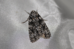 Acronicta marmorata