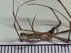 Tetragnatha extensa