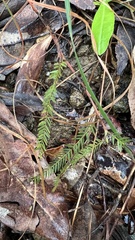 Chamaecrista mimosoides