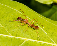 Myrmaplata plataleoides