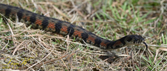 Rhabdophis tigrinus