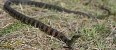 Rhabdophis tigrinus