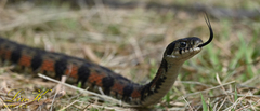 Rhabdophis tigrinus