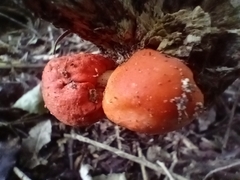 Leratiomyces erythrocephalus