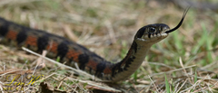 Rhabdophis tigrinus